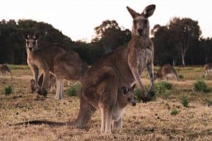 Kangury w Australii